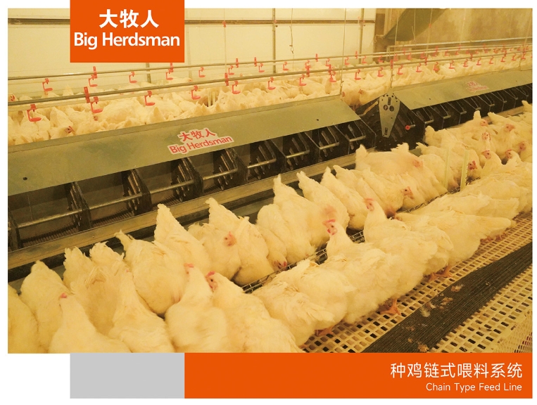 种鸡链式喂料系统