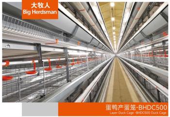 蛋鸭产蛋笼-BHDC500